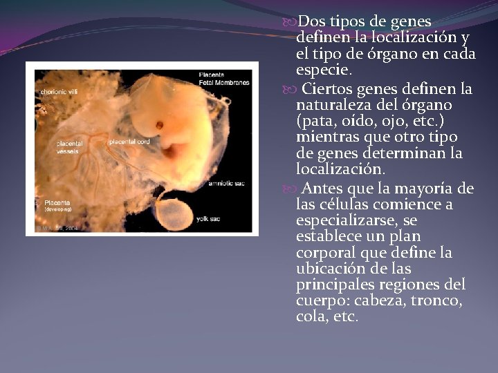 Dos tipos de genes definen la localización y el tipo de órgano en Dos tipos de genes definen la localización y el tipo de órgano en
