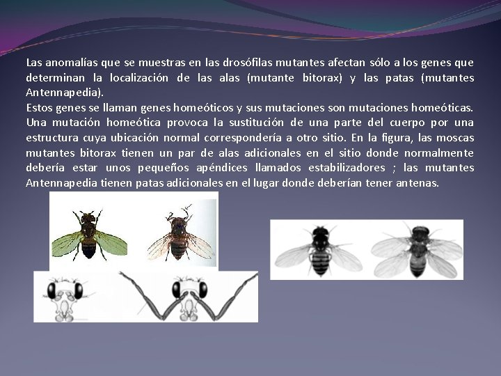 Las anomalías que se muestras en las drosófilas mutantes afectan sólo a los genes Las anomalías que se muestras en las drosófilas mutantes afectan sólo a los genes