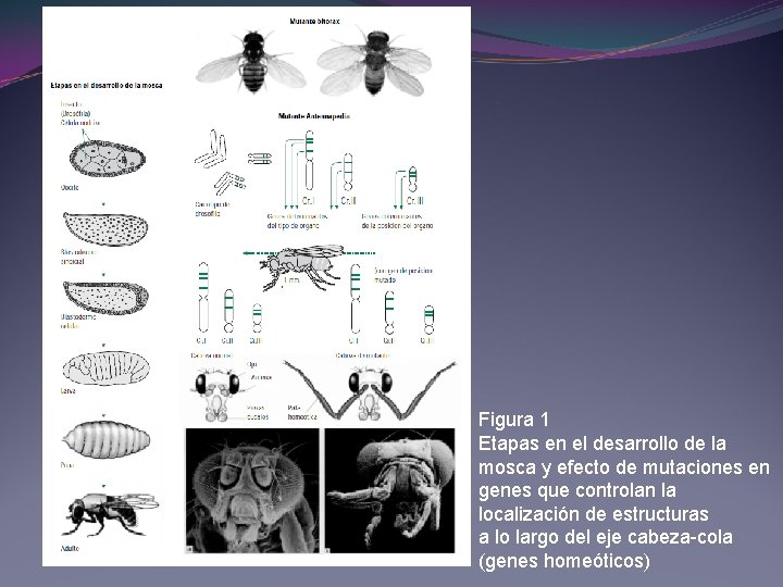 Figura 1 Etapas en el desarrollo de la mosca y efecto de mutaciones en Figura 1 Etapas en el desarrollo de la mosca y efecto de mutaciones en