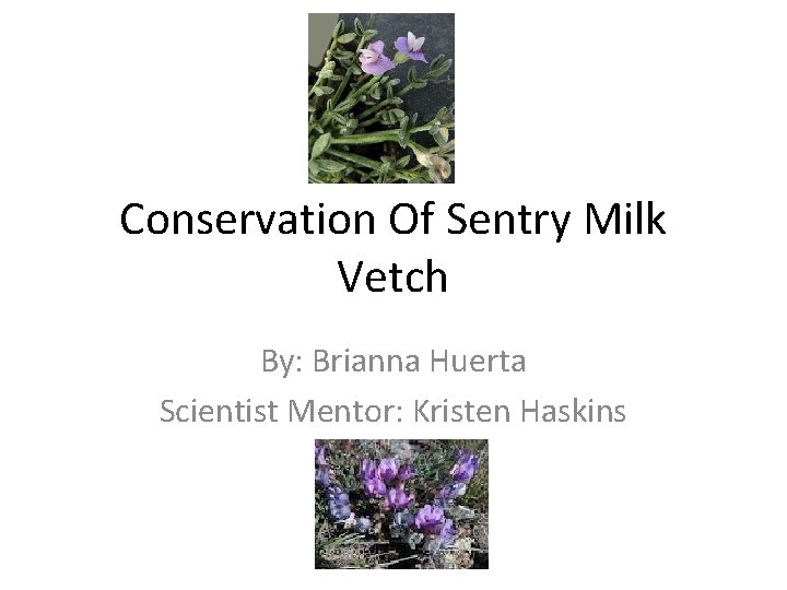Conservation Of Sentry Milk Vetch By: Brianna Huerta Scientist Mentor: Kristen Haskins 