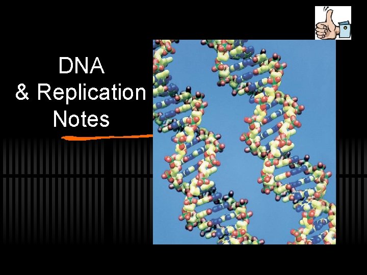 DNA & Replication Notes 
