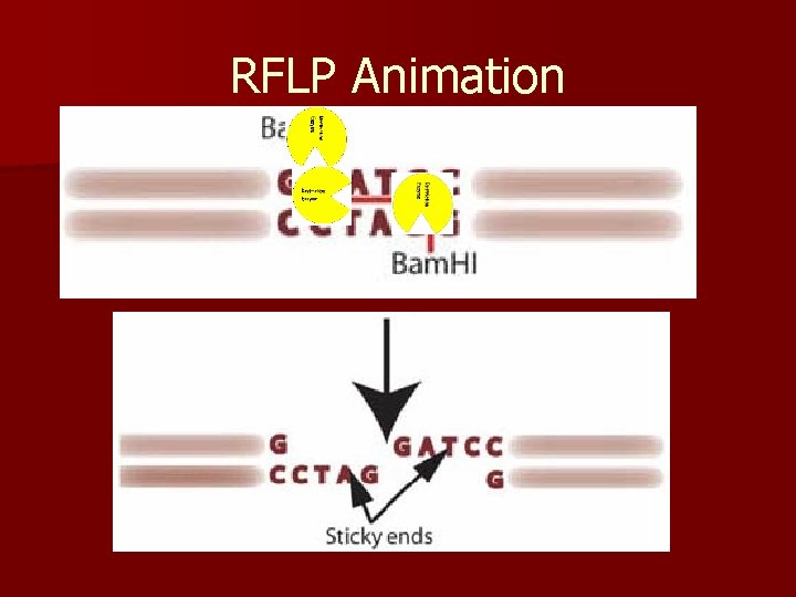 RFLP Animation 