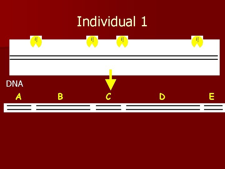 Individual 1 DNA A B C D E 