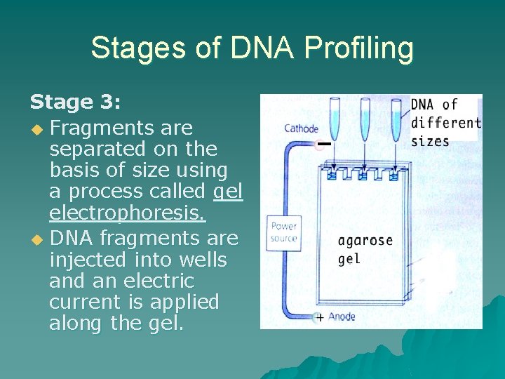 Stages of DNA Profiling Stage 3: u Fragments are separated on the basis of