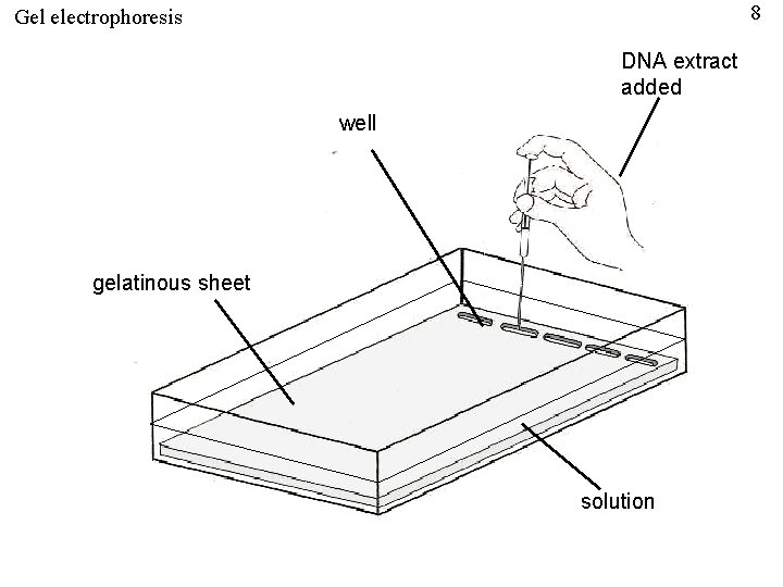 8 Gel electrophoresis DNA extract added well gelatinous sheet solution 