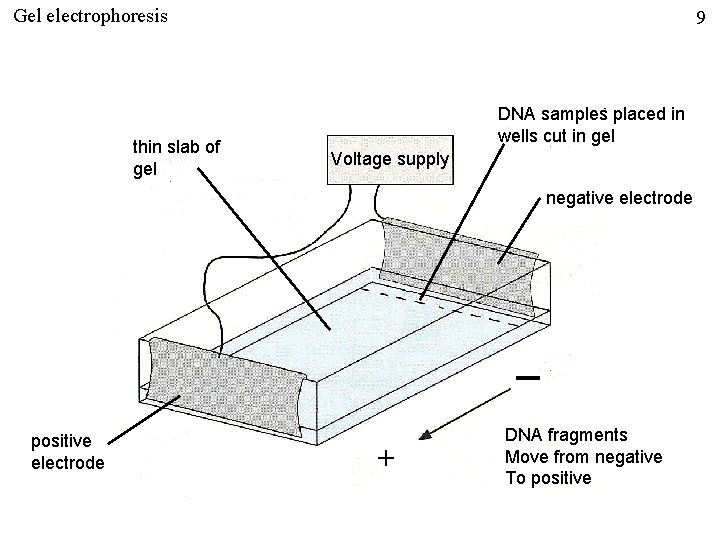 Gel electrophoresis thin slab of gel 9 DNA samples placed in wells cut in