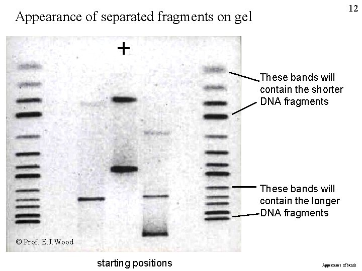 12 Appearance of separated fragments on gel These bands will contain the shorter DNA