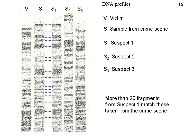 V S S 1 S 2 S 3 DNA profiles V Victim S Sample