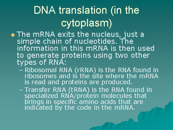 DNA translation (in the cytoplasm) u The m. RNA exits the nucleus, just a