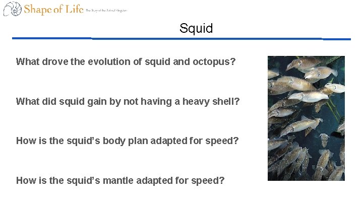 Squid What drove the evolution of squid and octopus? What did squid gain by