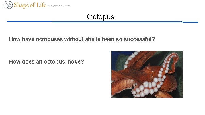 Octopus How have octopuses without shells been so successful? How does an octopus move?