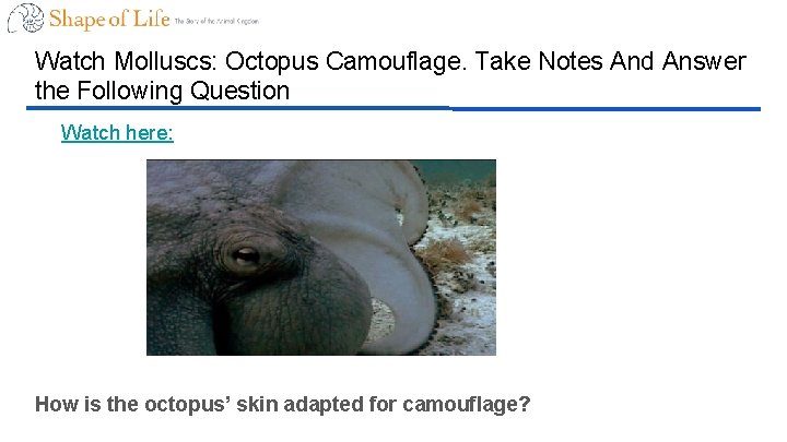 Watch Molluscs: Octopus Camouflage. Take Notes And Answer the Following Question Watch here: How