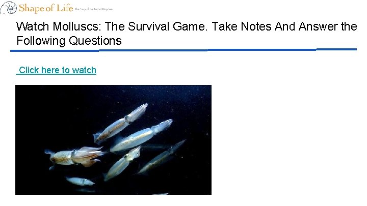 Watch Molluscs: The Survival Game. Take Notes And Answer the Following Questions Click here