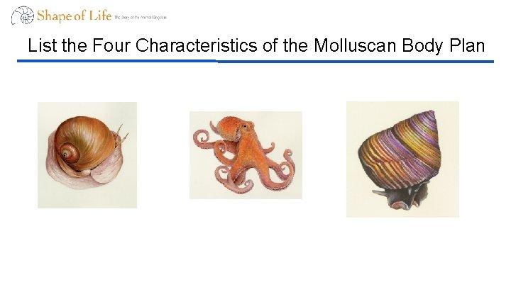 List the Four Characteristics of the Molluscan Body Plan 