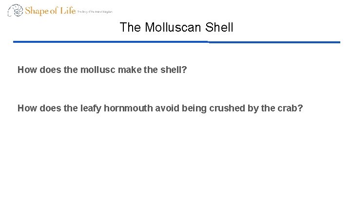 The Molluscan Shell How does the mollusc make the shell? How does the leafy