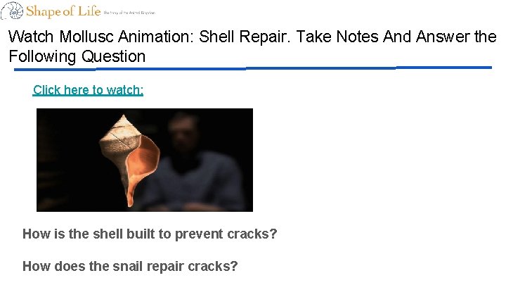 Watch Mollusc Animation: Shell Repair. Take Notes And Answer the Following Question Click here