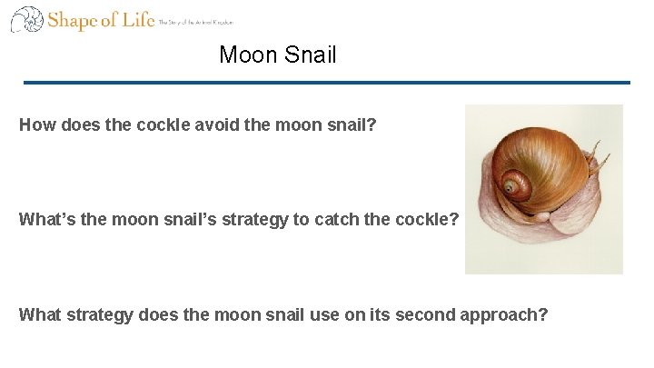 Moon Snail How does the cockle avoid the moon snail? What’s the moon snail’s