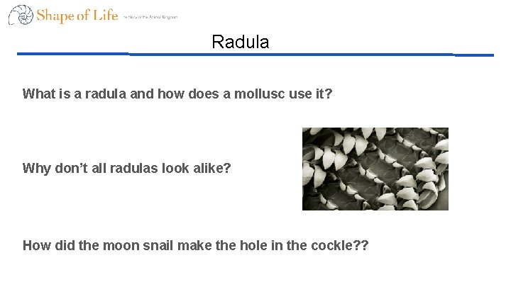 Radula What is a radula and how does a mollusc use it? Why don’t