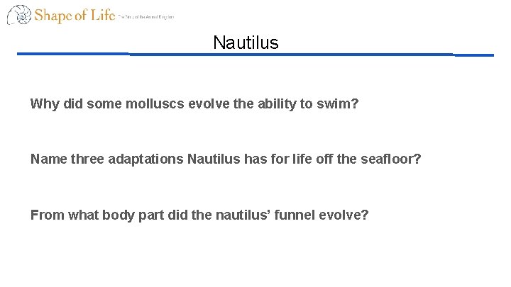 Nautilus Why did some molluscs evolve the ability to swim? Name three adaptations Nautilus