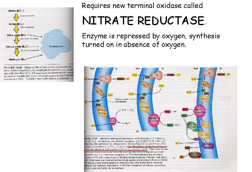 Requires new terminal oxidase called NITRATE REDUCTASE. Enzyme is repressed by oxygen, synthesis turned