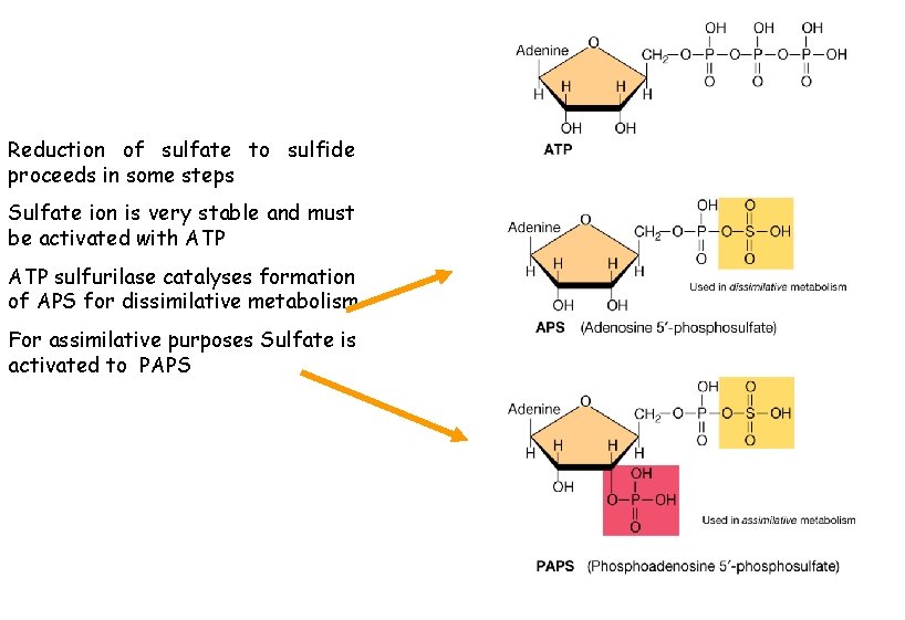 Reduction of sulfate to sulfide proceeds in some steps Sulfate ion is very stable
