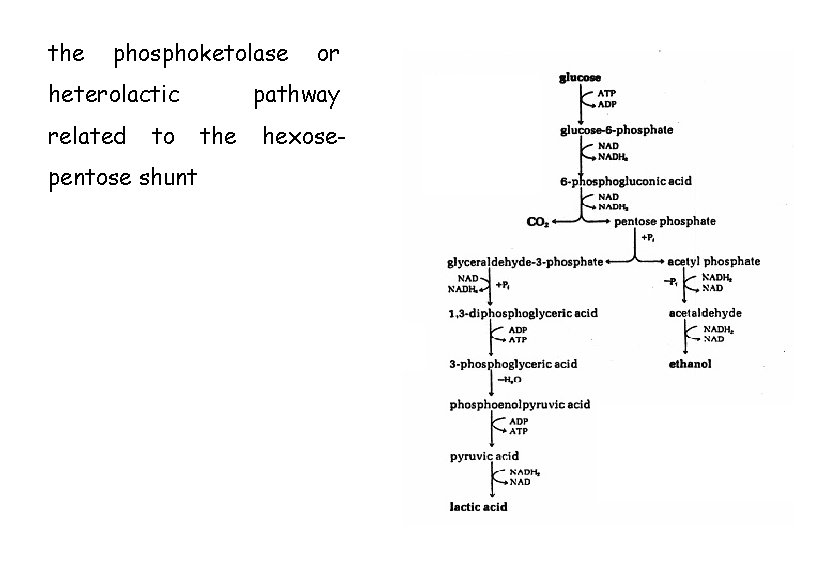 the phosphoketolase heterolactic related to pentose shunt or pathway the hexose- 