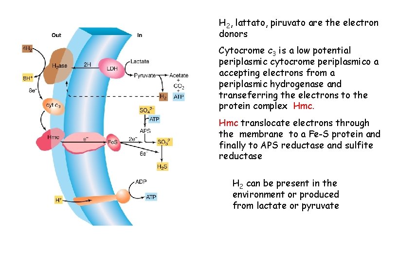 H 2, lattato, piruvato are the electron donors Cytocrome c 3 is a low