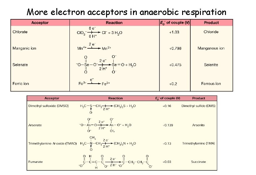 More electron acceptors in anaerobic respiration 