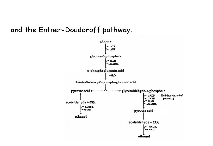 and the Entner-Doudoroff pathway. 