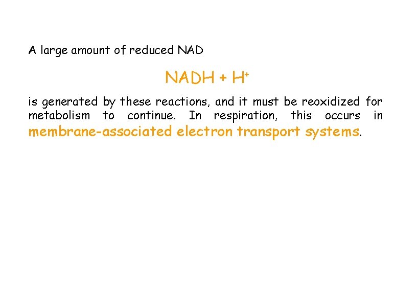 A large amount of reduced NADH + H+ is generated by these reactions, and