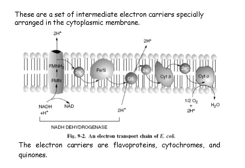 These are a set of intermediate electron carriers specially arranged in the cytoplasmic membrane.