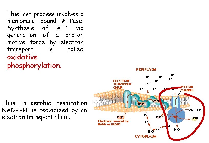 This last process involves a membrane bound ATPase. Synthesis of ATP via generation of