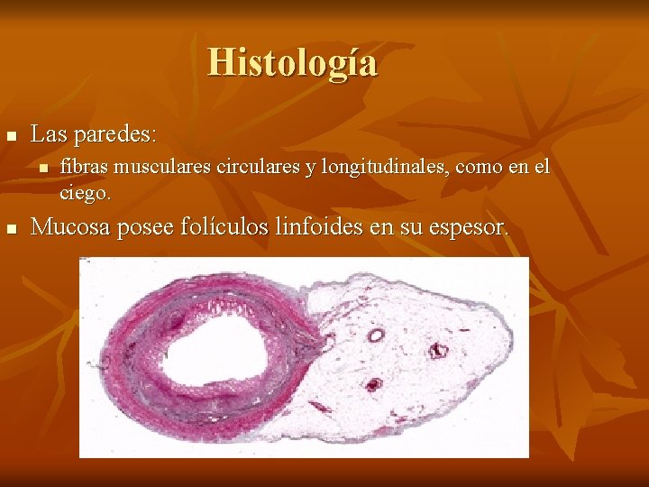 Histología n Las paredes: n n fibras musculares circulares y longitudinales, como en el