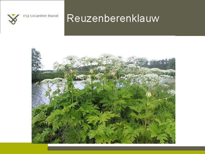 Reuzenberenklauw 