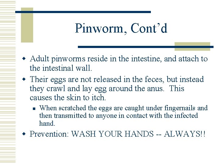 Pinworm, Cont’d w Adult pinworms reside in the intestine, and attach to the intestinal
