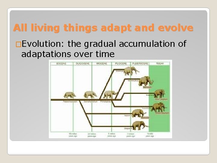 All living things adapt and evolve �Evolution: the gradual accumulation of adaptations over time