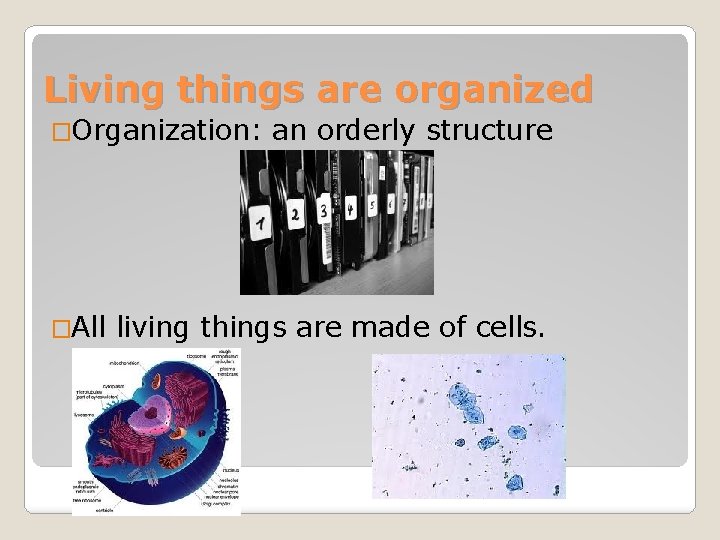 Living things are organized �Organization: �All an orderly structure living things are made of