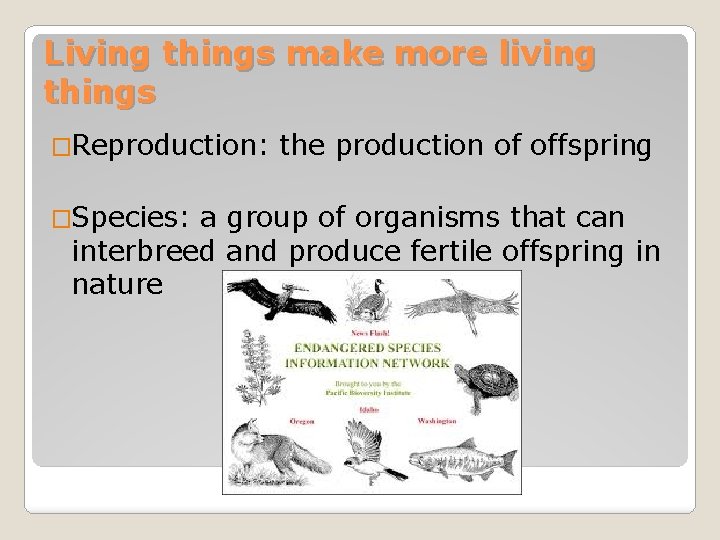 Living things make more living things �Reproduction: �Species: the production of offspring a group