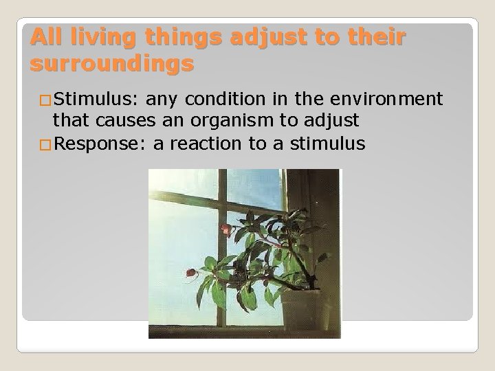 All living things adjust to their surroundings �Stimulus: any condition in the environment that