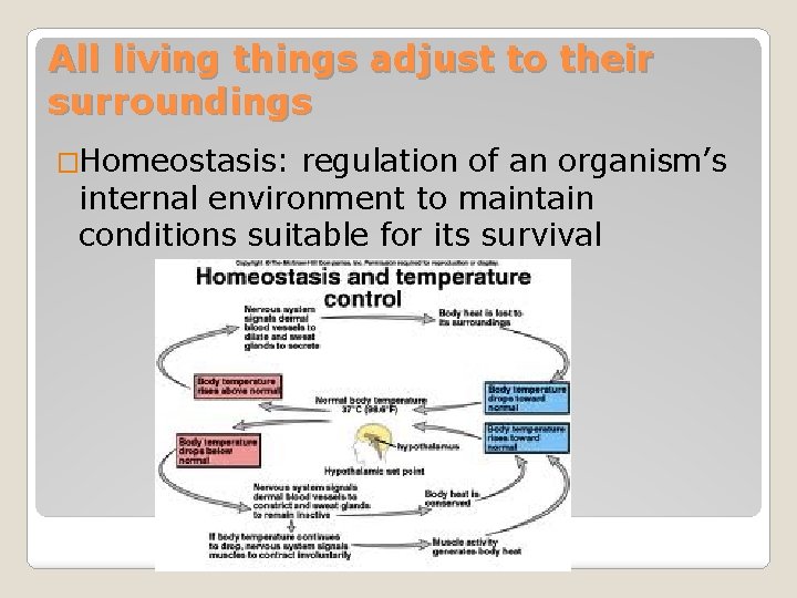 All living things adjust to their surroundings �Homeostasis: regulation of an organism’s internal environment