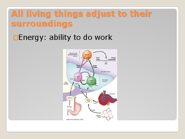 All living things adjust to their surroundings �Energy: ability to do work 