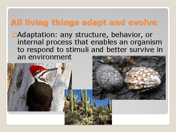 All living things adapt and evolve �Adaptation: any structure, behavior, or internal process that