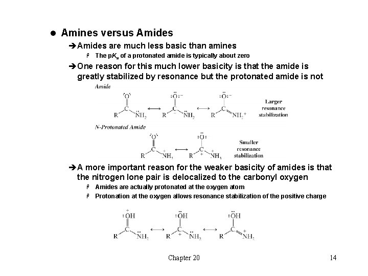 l Amines versus Amides èAmides are much less basic than amines H The p.