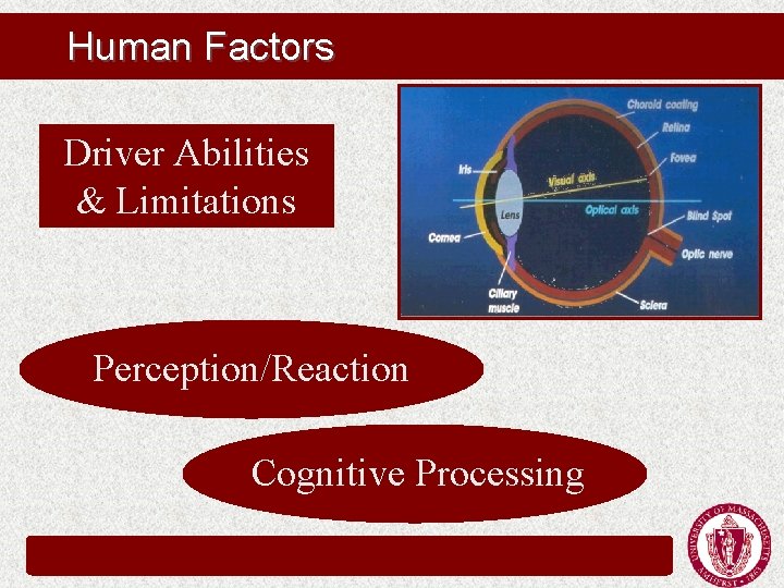 Human Factors Driver Abilities & Limitations Perception/Reaction Cognitive Processing Human Factors Driver Abilities & Limitations Perception/Reaction Cognitive Processing