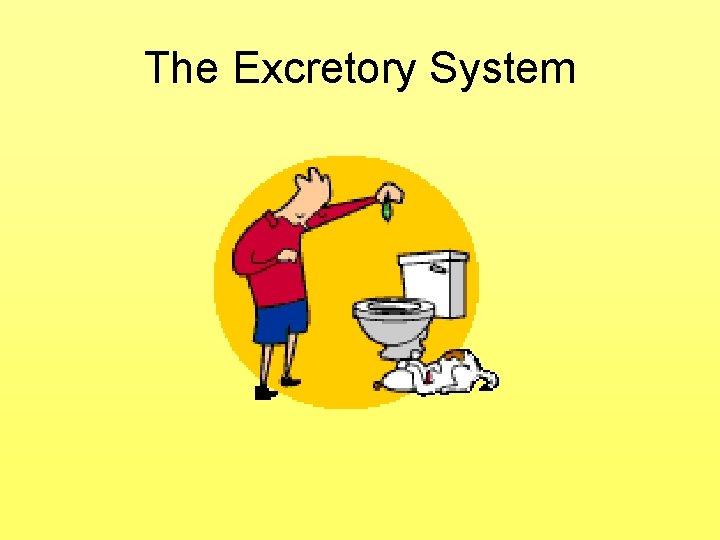 The Excretory System The Excretory System