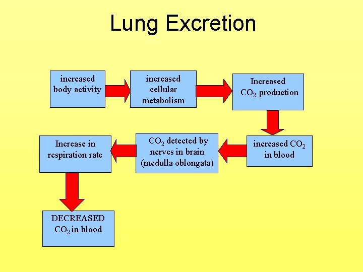 Lung Excretion increased body activity Increase in respiration rate DECREASED CO 2 in blood