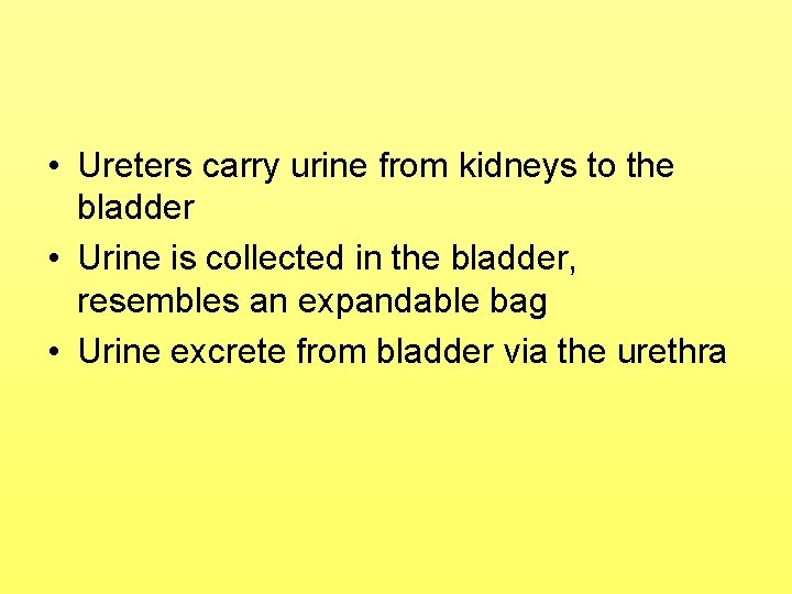 • Ureters carry urine from kidneys to the bladder • Urine is collected • Ureters carry urine from kidneys to the bladder • Urine is collected
