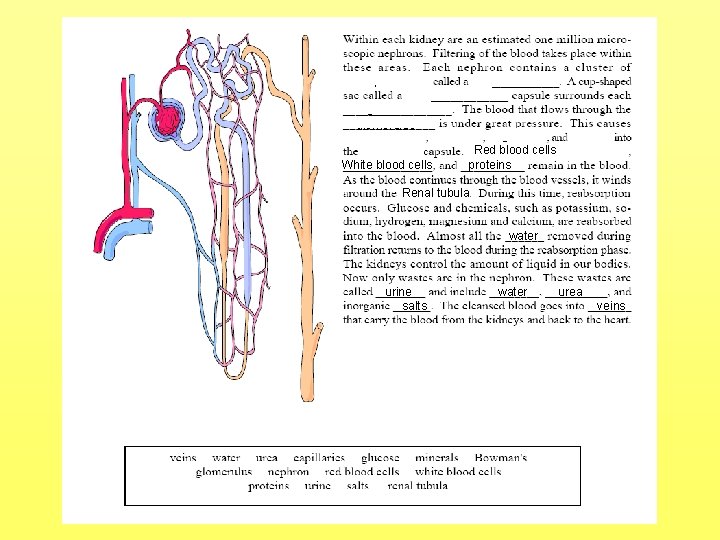 capillaries glomerulus Bowman’s glomerulus minerals glucose water Bowman’s Red blood cells White blood cells capillaries glomerulus Bowman’s glomerulus minerals glucose water Bowman’s Red blood cells White blood cells