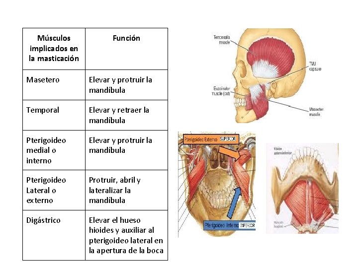 Músculos implicados en la masticación Función Masetero Elevar y protruir la mandíbula Temporal Elevar
