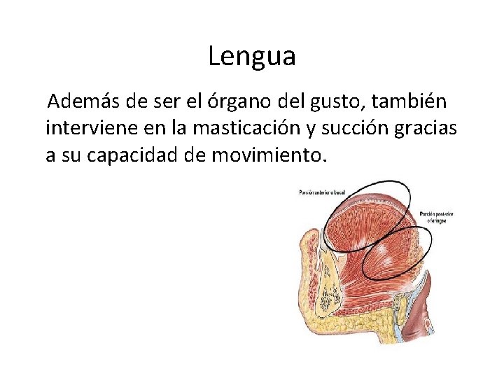 Lengua Además de ser el órgano del gusto, también interviene en la masticación y